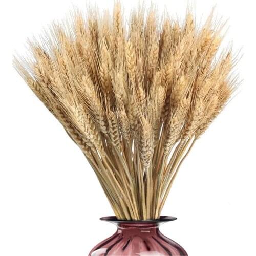 100PCS Dried Wheat Stalks Golden Natural Dried Wheat Sheaves Dried Wheat Stalks Golden Decorative Flowers Decoration Shooting