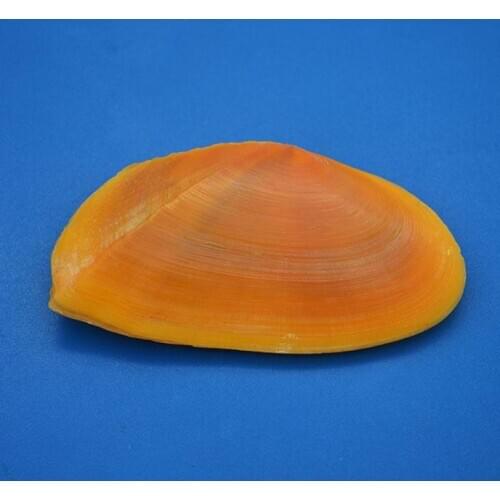 Natural sea shell Beach Decor Seashell Fish tank Aquarium DIY nautical home decor Shells