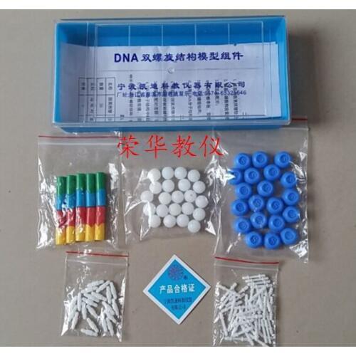 DNA Double Helix Model Component High School Biology Experimental Equipment DNA structure model