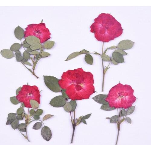 12pcs/5-8cm,Nature Pressed Red Roses Flowers with branch,DIY Wedding invitations Craft Bookmark Gift Cards phone case decor