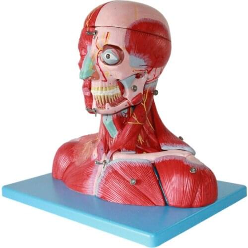Head and neck vascular nerve attached to the brain model nervous system head median cut cerebral artery neck muscles