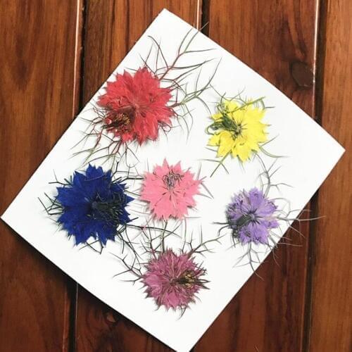Nice Real Pressed Flower Leaves Dried Flowers for Art Craft Scrapbooking Resin Jewelry Bookmark