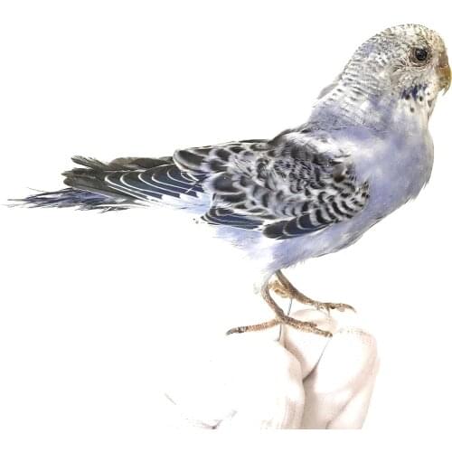 Taxidermy stuffing Eurasian purple colour Melopsittacus undulatus / Budgerigar Budgie Parrot specimen Teaching / Decoration