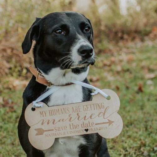 Personalize Pet Sign for Engagement Save the Date Photography,wood signs, customize wedding props,Dog wedding save the date sign