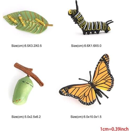 R7RC Students' Extracurricular Practical Activities Science Fun&Green&Educational Toy Unique Nature or Birthday Gift Idea