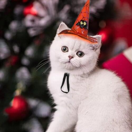 A Halloween Costume Pet Dog Spider Web Witch Hat Halloween Decor Dog Performance Costume For Holiday Cosplay