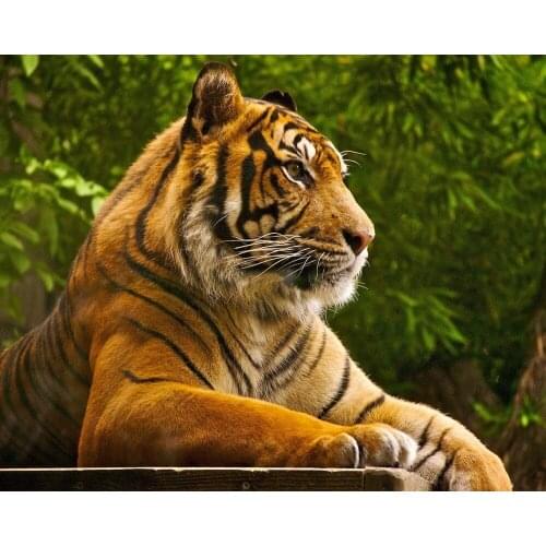 5d Diy round square Diamond Painting Cross Stitch Diamond Mosaic true diamond embroidery rhinestones gift animal tiger