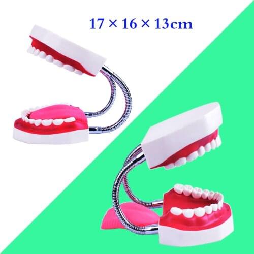 1 Piece Teeth Model Brush-teaching and Oral Care for Children 5 Times
