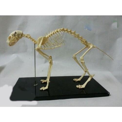 Cat skeleton model PVC animal skeleton model educational model