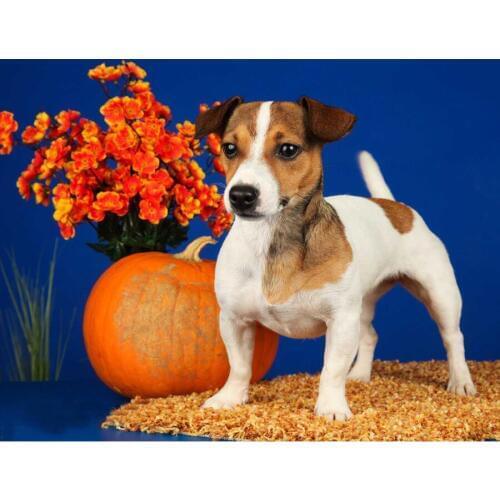 Diamond embroidery jack russell dog diamond painting Full square round Cross Stitch rhinestone embroidery Mosaic picture