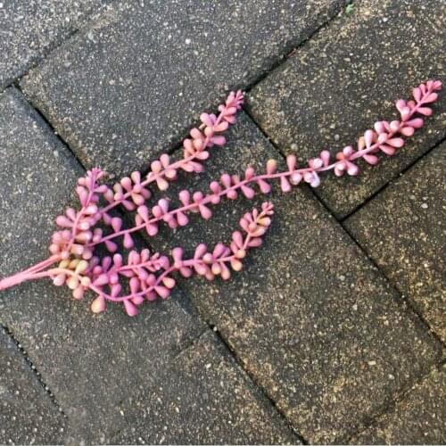 Artificial Plants Prop For Home Garden Wall Hanging Fake String Of Pearls Flower Decoration
