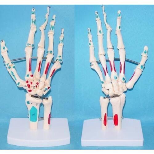 1:1 Foot joint skeleton Muscle Coloring model Medical Teaching free shipping