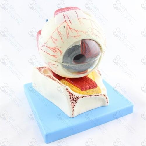 Premium Eyeball Anatomy 5X Large Stand GD103 | Optometry School Model | Education Model