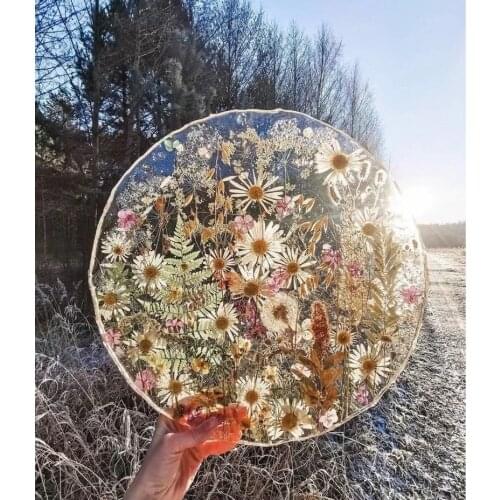 12pcs Dried Real Natural Flowers Preserved for Resin Jewellery Pressed Aromatherapy Marguerite de Valois Plant Card DIY Art