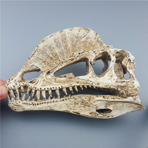 MRZOOT 2018 Top Fashion Direct Selling Resin Dinosaur Skeleton Model Double Crowned Dragon Skull Animal Research Teaching