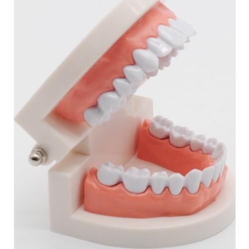 Standard Dental Teaching Study Adult Teeth Model Typodont Demonstration Tool