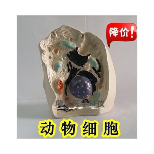 Human model Animal cell Nuclear amplification model organelles Cell microstructure free shipping