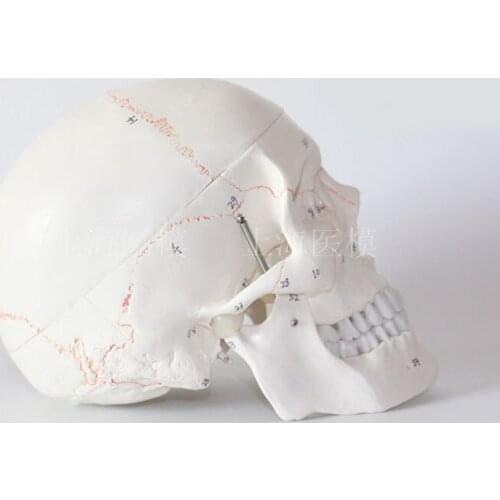 Human skull model with numbers Neurosurgery craniotomy skull model Skull bone sutures