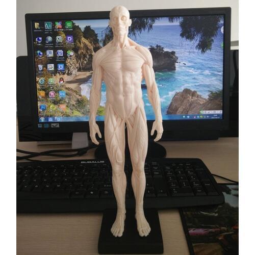 Human skeleton anatomical Painting model for sale Anatomical Anatomy Skull Sculpture Head body Muscle Artist drawing ,Statue