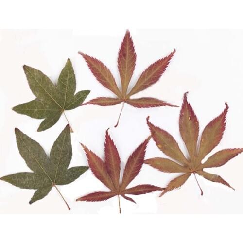 10PCS Real Dry Natural pressed Flowers Maple Leaves,Dried Press Palm Leaf For DIY Craft Resin Jewellery,Bookmarks,Floral Sticker