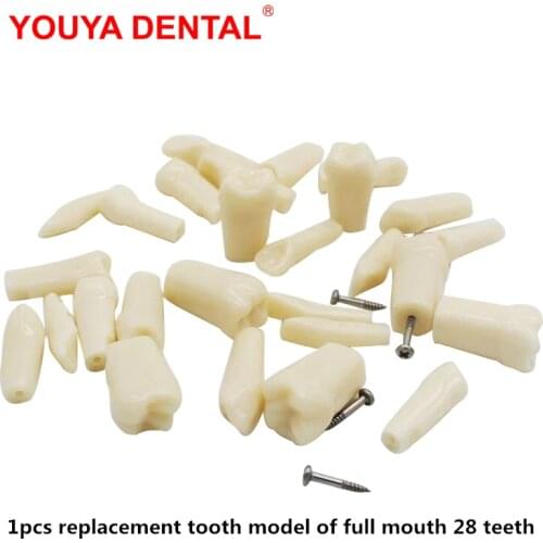 1pcs Dental Tooth Model For Filling Training Practice Simulation Phontom Replacement Teeth Grain Model For Teaching Dentist Exam