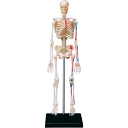 4d Human Skeleton Anatomy Model Skeleton puzzle Assembling Toy Medical Teaching Aid Laboratory Education Equipment master