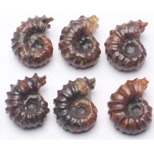 3pcs NATURAL Polished "Goat Horn" Fossil Ammonite Douvilleiceras Madagascar
