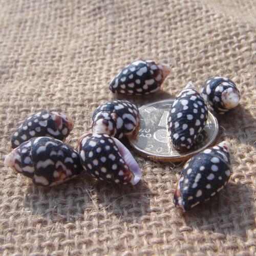 Natural small conch sesame snail about 1.5cm shells platform fish tank wedding