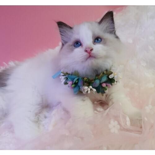 Pet Accessories Dog Necklace Cat Handcrafted Bunny Wreath Head Flower Cat Teddy Artificial Flower Headband Collar