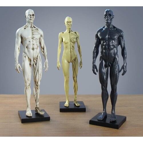Nordic Medical Human Musculoskeletal Anatomical Structure Model Resin Ornaments Home Model Room Hospital Sculpture Decoration