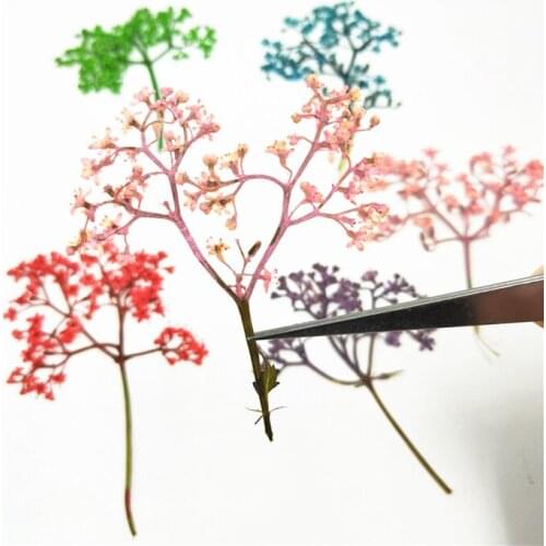 100pcs Nature Pressed Sambucus adnata Real Dried Flower Easter Decoration DIY Flora Gel Manicure Stickers Craft Bookmark Gift