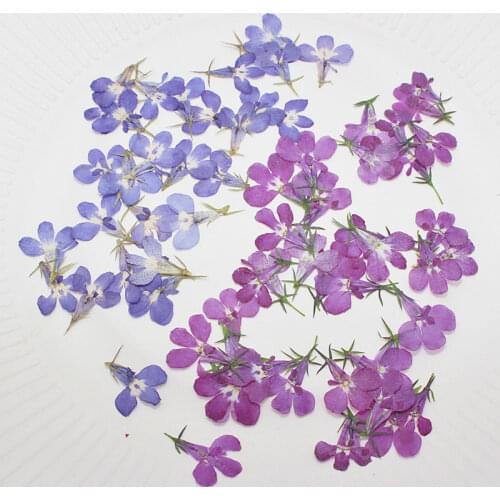 250pcs Pressed Dried Lobelia Erinus Flower Plant Herbarium For Jewelry Postcard Invitation Card Phone Case Bookmark Craft&Art