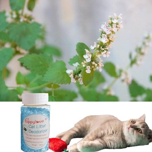 Совки для уборки наполнителя KITPIPI China At AliExpress