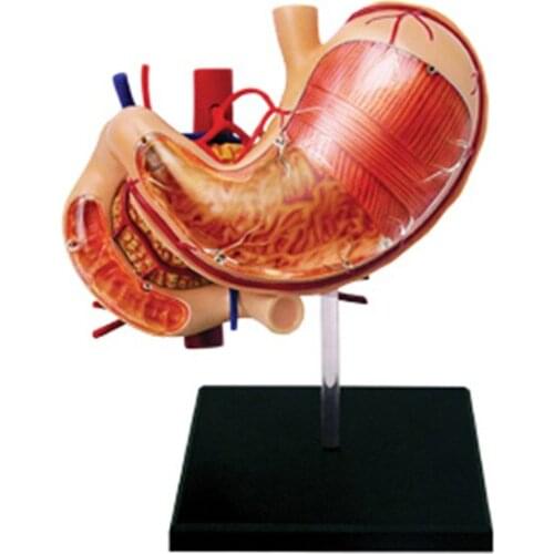 4d Human Stomach Anatomy Model Skeleton Medical Teaching Aid Puzzle Assembling Toy Laboratory Education Equipment