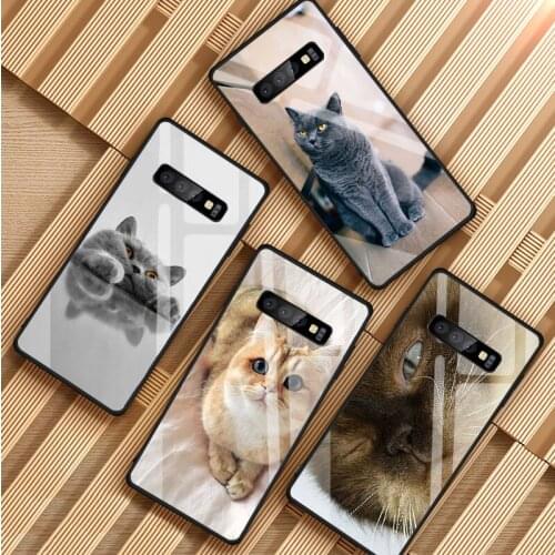 British Shorthair cat Tempered Glass Phone Case For Samsung Galaxy S8 S9 S10 S20 PLUS J6 J8 2018 NOTE 8 9 10 Cover Shell