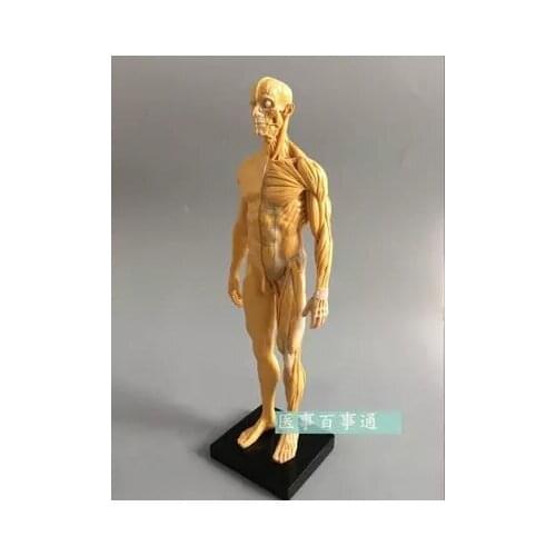 30cm resin CG painting sculpture male model musculoskeletal anatomy human body structure art model free shopping
