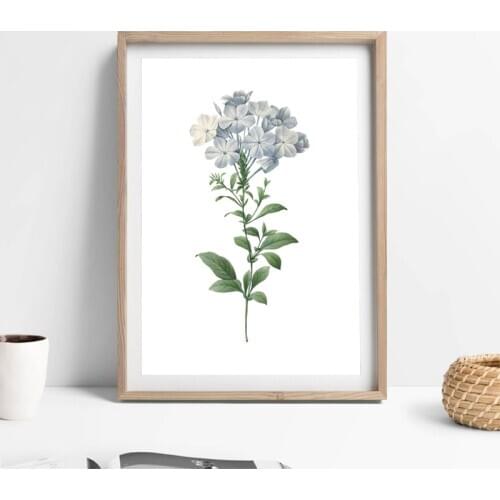 Blue Plumbago Flower Print Botanical Illustration Poster Watercolor Wall Art Painting Picture for Living Room Home Decor