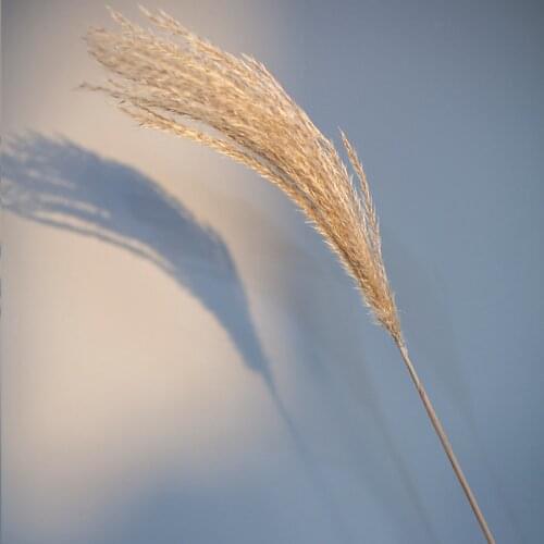 Dried Natural Pampas Grass Decor Real Artificial Flowers Bouquet Wedding Venue Layout Elegant Home Table Decoration Wholesale