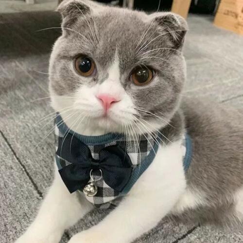 Escape Proof Cat Vest Harness and Car Seat Belt Adapter Adjustable Reflective Harness Soft Mesh Vest Harness for Kitten Puppy E1