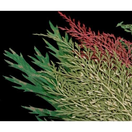 54 Pcs Multi-Function Pressed Flower Real Natural Organic Dried Leaves DIY Floral Decors Wedding Invitations Making Ornaments