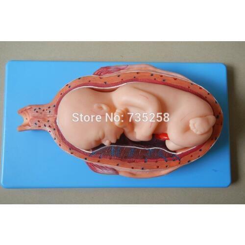 Seven Months of Pregnancy Fetal Model,Model of The 28th Week of Pregnancy The Fetus