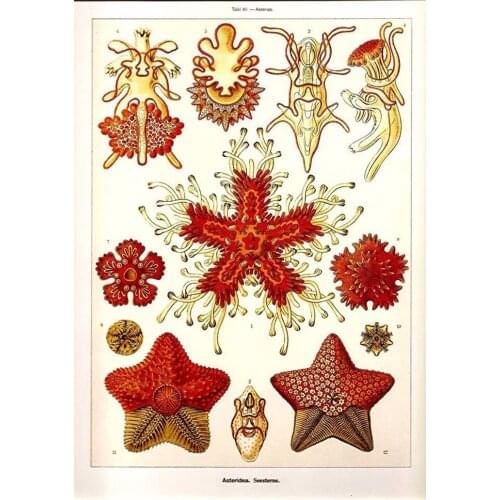Ernst heackel Plankton Sea Biology 2 Silk Fabric Wall Poster Art Decor Sticker Bright