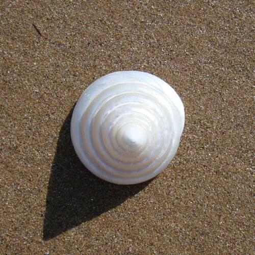 4-5cm Natural Craft Sea Shell Decoration White Seashell Decor Seashells Decor Ornament Mediterranean Marine Decoration