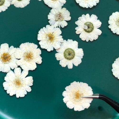 Pressed Dried White Chamomile Flower Plant Herbarium For Jewelry Postcard Bookmark Phone Case Photo Frame Invitation Card DIY