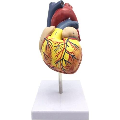 1: 1 Human Heart Model, Anatomically Accurate Heart Model Life Size Anatomy For Science Classroom Study Display T