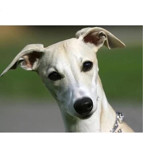 5d Diy diamond Painting Whippet Dog full square round Diamond Embroidery animal Puppies wall Sticker Cross Stitch DecorZP-1919