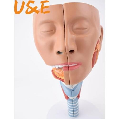 Split two-part pharyngeal and laryngeal anatomical model Oral-nasal model Anatomical head of lingual muscle model medical teach