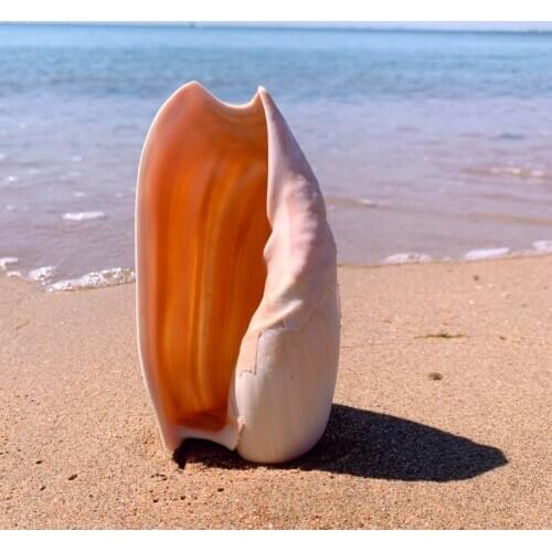 Natural shell large conch snail fish tank ornaments roll shell fish breeding shell aquarium landscaping succulent flower pot orn