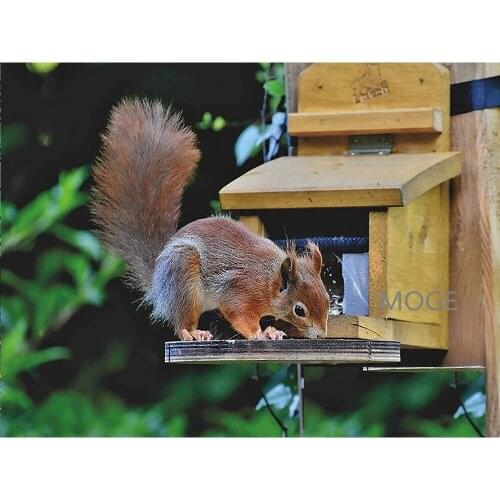 Cute squirrel DIY Diamond Painting Kit Diamond Floral cross Stitch Wolf Rhinestone Mosaic Painting Hall Hanging Murals