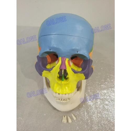 Free shipping&1:1 color head model, the natural human skull, adult head, the anatomy of the medical